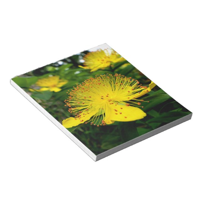 Hypericum calycinum notepad (Angled)