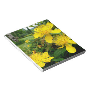 Hypericum calycinum notepad