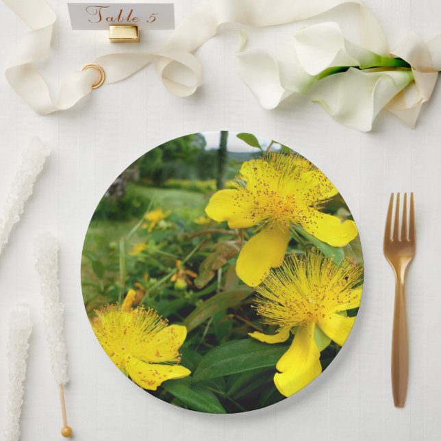 Hypericum calycinum Paper Plate (Wedding)
