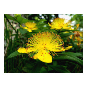 Hypericum calycinum photo print