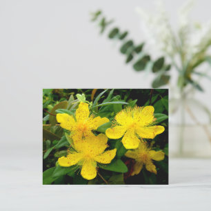 Hypericum calycinum postcard