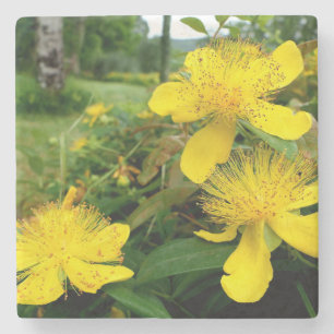 Hypericum calycinum stone coaster
