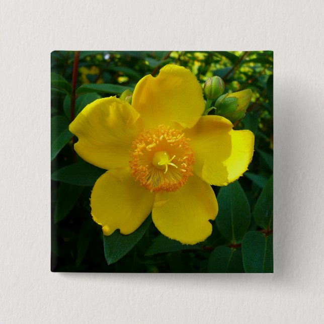 Hypericum Hidcote (St. John's Wort) 15 Cm Square Badge (Front)