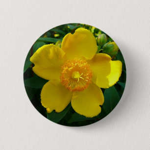 Hypericum Hidcote (St. John's Wort) 6 Cm Round Badge