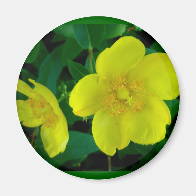 Hypericum Magnet (Front)