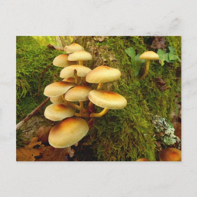 Hypholoma fasciculare Mushroom Postcard (Front)