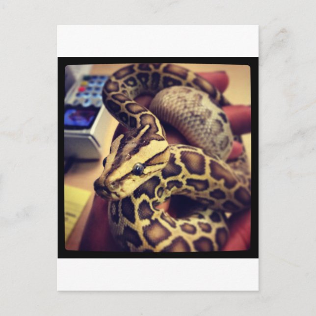 Hypo baby burmese python photo design. postcard (Front)
