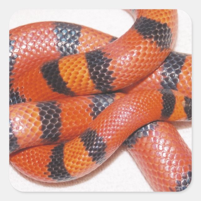 Hypo Honduran Milk Snake Milksnake Square Sticker (Front)