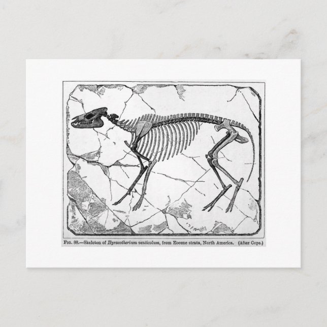 Hyracotherium venticolum art postcard (Front)