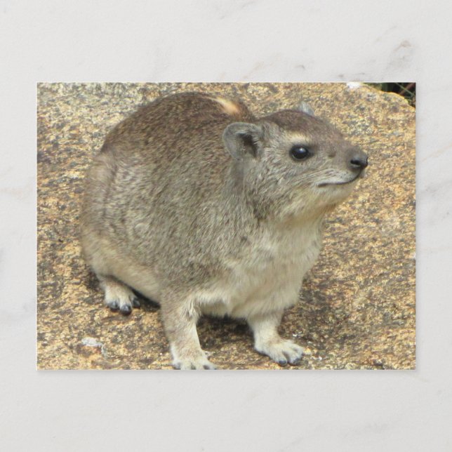 Hyrax Postcard (Front)