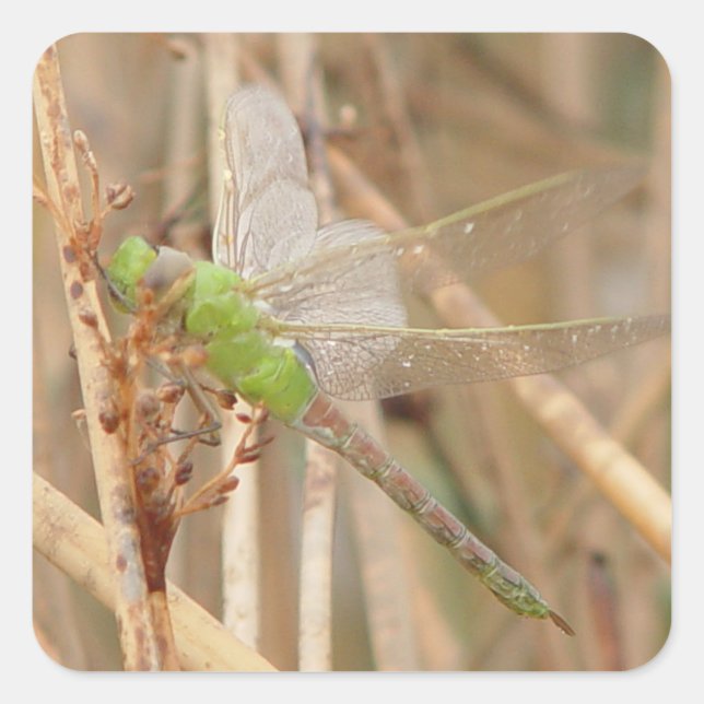 I1 Green Dragonfly Square Sticker (Front)