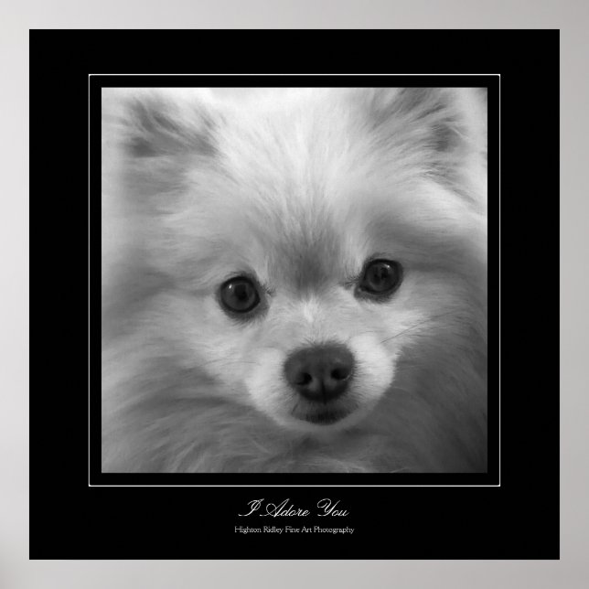 I Adore You - Puppy eyes of a pomeranian Poster (Front)