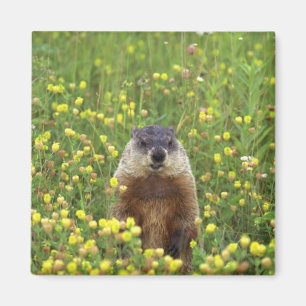 I am Groundhog Magnet