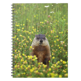 I am Groundhog Notebook