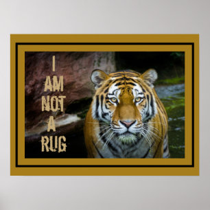 I Am Not A Rug Bengal Tiger Poster