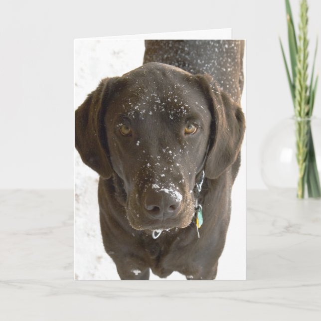 I Am Sorry Snow Sprinkled Chocolate Lab Photo Card (Front)