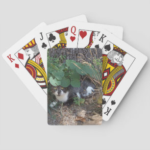 I am the invisible cat playing cards
