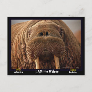 I am the Walrus, an endangered animal - Postcard