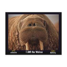 I am the Walrus, an endangered animal -