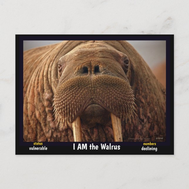 I am the Walrus, an endangered animal - Postcard (Front)