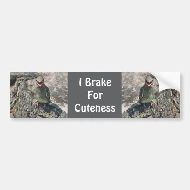 I Brake For Cuteness Baby Bird  Bumper Sticker (Front)