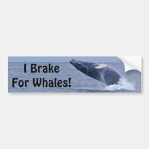 I Brake For Whales! Bumper Sticker
