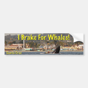 I Brake For Whales Santa Cruz Bumper Sticker