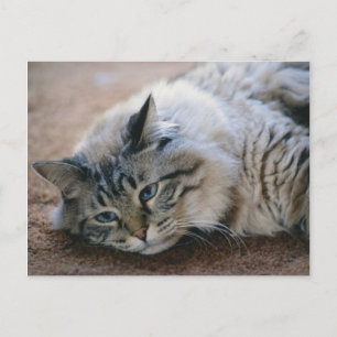 I can hear your footsteps - cat card