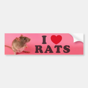 I coils Rats (in pink) Bumper Sticker