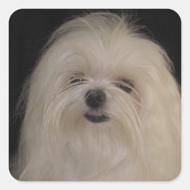 I Don't Do Top Knots MALTESE Square Sticker (Front)