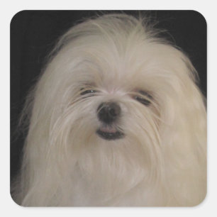 I Don't Do Top Knots MALTESE Square Sticker
