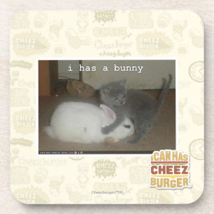 I has a bunny coaster