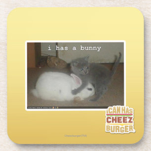 I has a bunny coaster