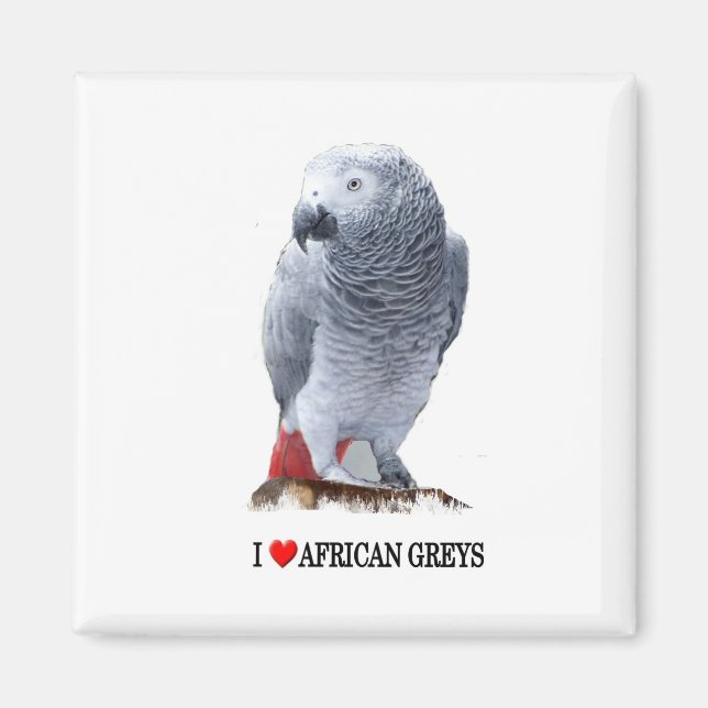 I heart African grays Magnet (Front)