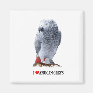 I heart African greys Magnet