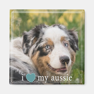 I Heart My Aussie Australian Shepherd White Border Magnet