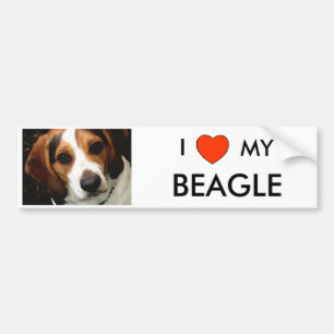 I Heart MY BEAGLE Bumper Sticker