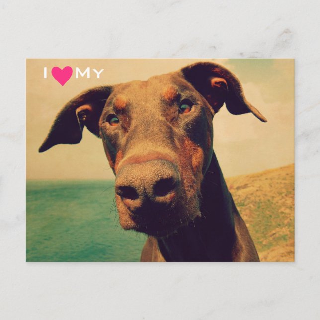 I Heart My Natural Doberman Postcard (Front)