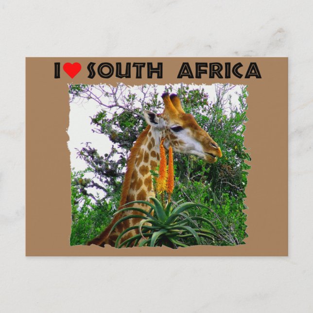 I Heart South Africa giraffe aloe Postcard (Front)