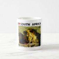 I Heart South Africa Lion Stare