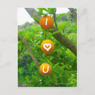 I Heart U Oranges Postcard