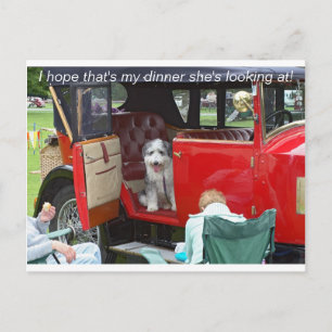I hope that's my dinner she's looking... postcard