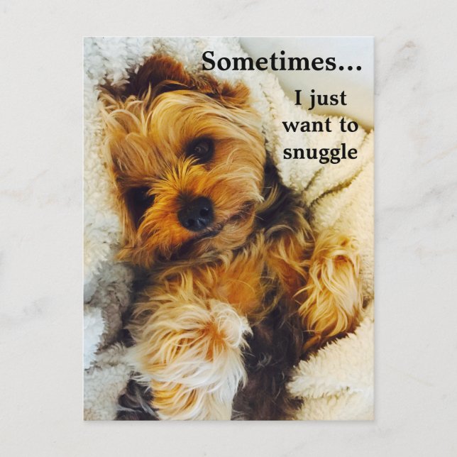 I Just Want to Snuggle Yorkie Postcard (Front)