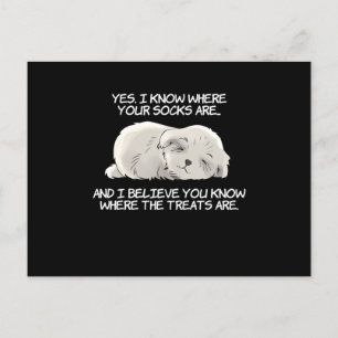 I Know Where Your Socks Are Shih Tzu Design Postcard