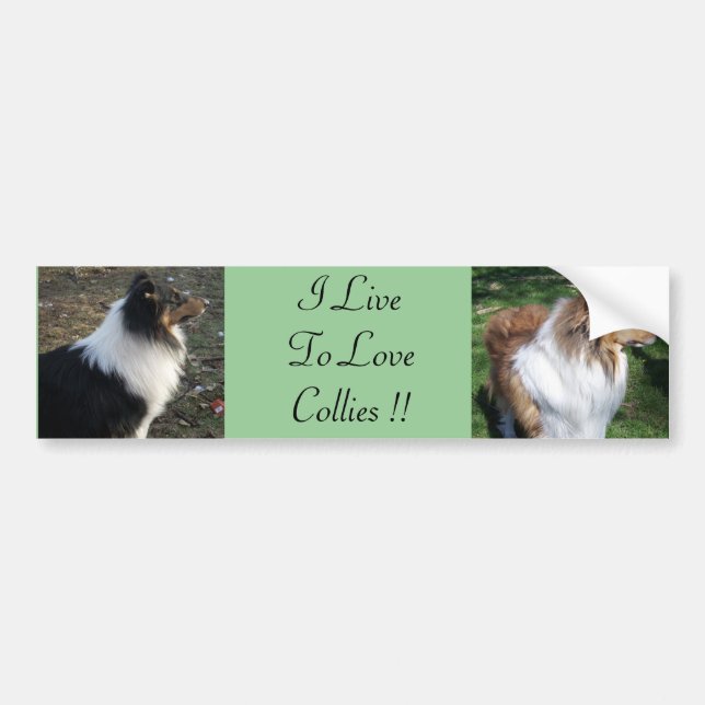 I LiveTo LoveCollies !! Bumper Sticker (Front)