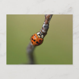 I lost it postcard