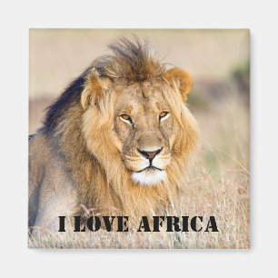 I love Africa Majestic lion photo Magnet