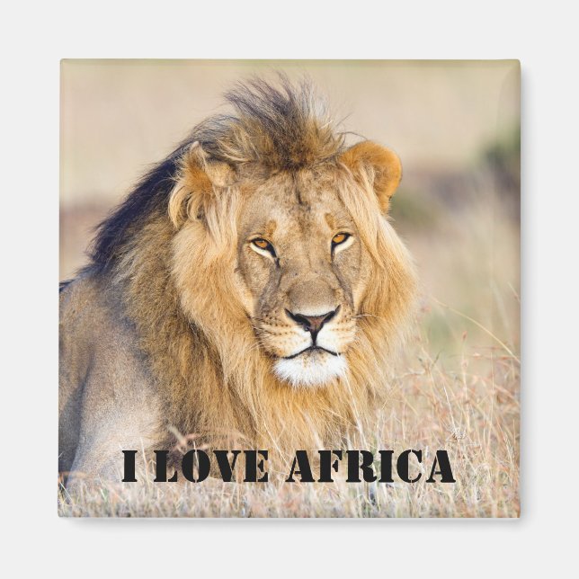 I love Africa Majestic lion photo Magnet (Front)
