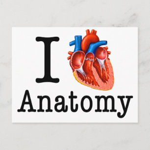 I love Anatomy Postcard