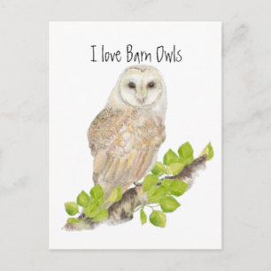I love Barn Owls - Bird Postcard